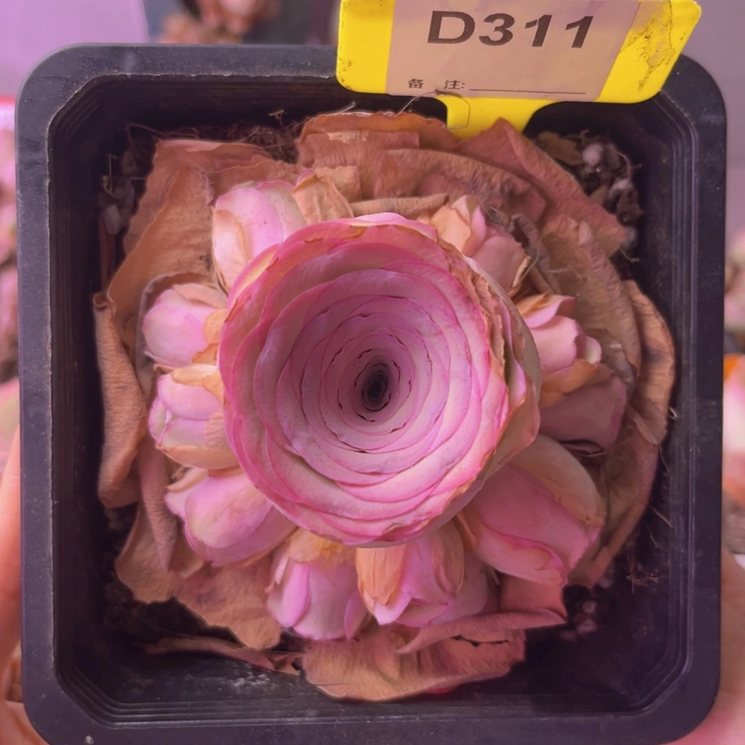 勿忘我玫瑰老桩D311 主头有瑕疵！介意勿拍哈