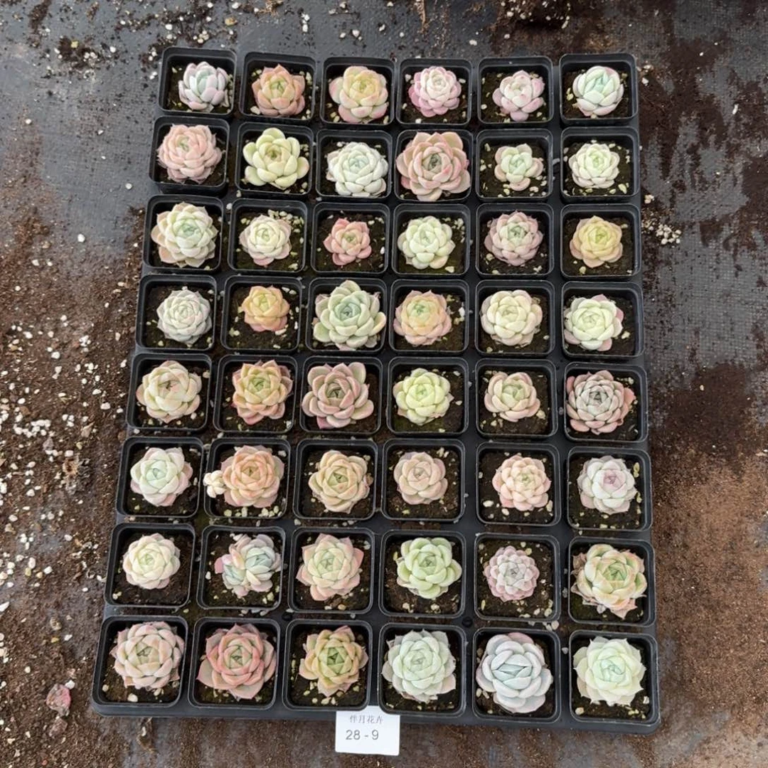 女王梦露一盘量拍28-9