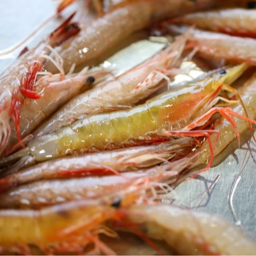 汕尾本港野生海捕红須卢虾