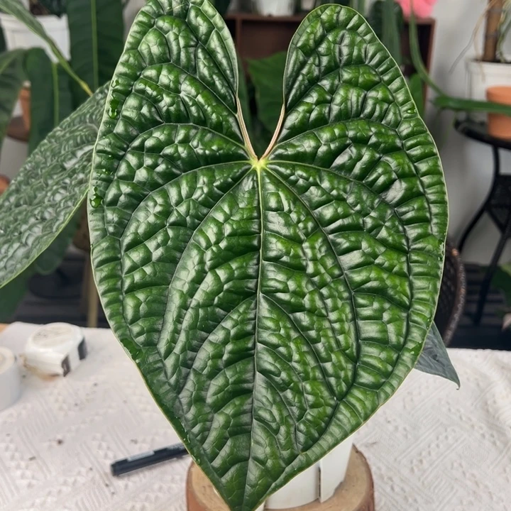 完全开放南美原桩黑奢