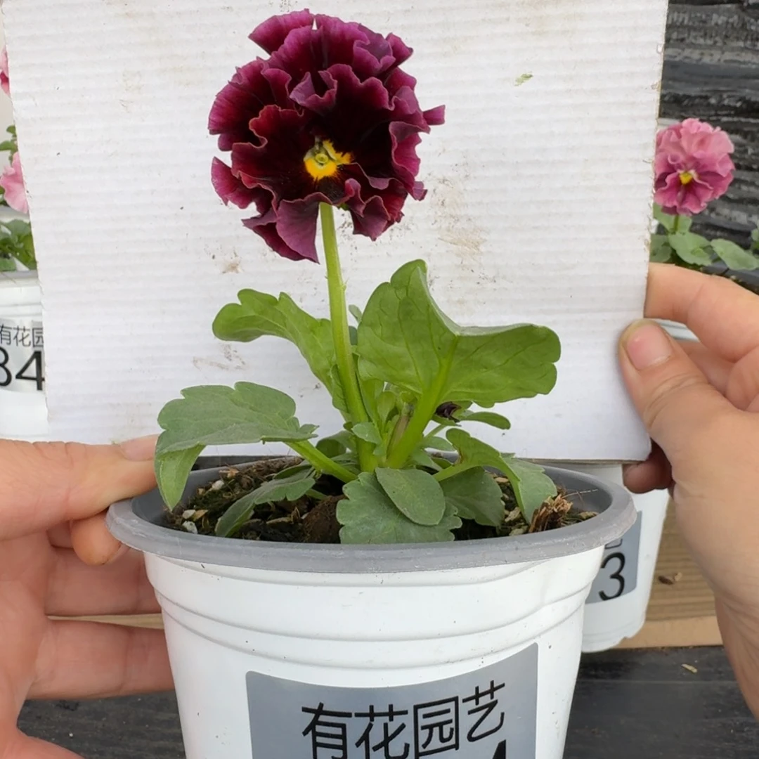 无花朵374号角堇