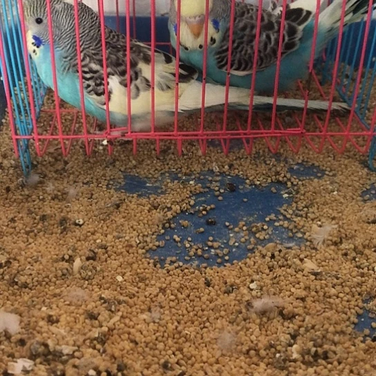 虎皮鹦鹉大头鹦鹉