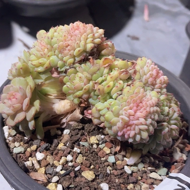 白胖子缀2702多肉植物