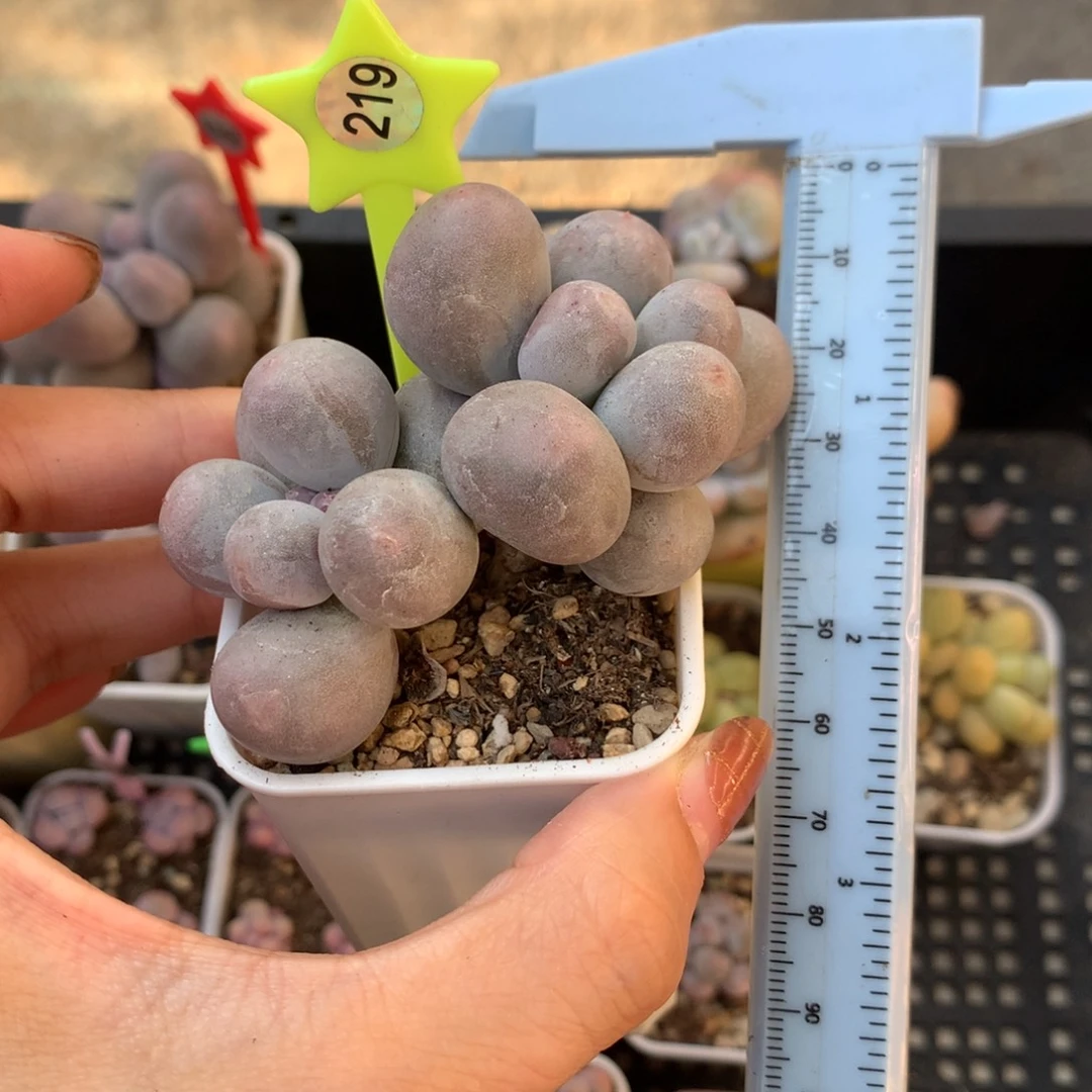 米可奶 小书肉奶酪多肉