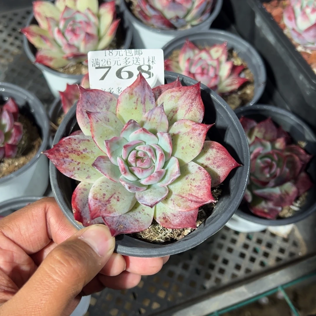 768号拉丝惊鸿一物一拍满18包邮