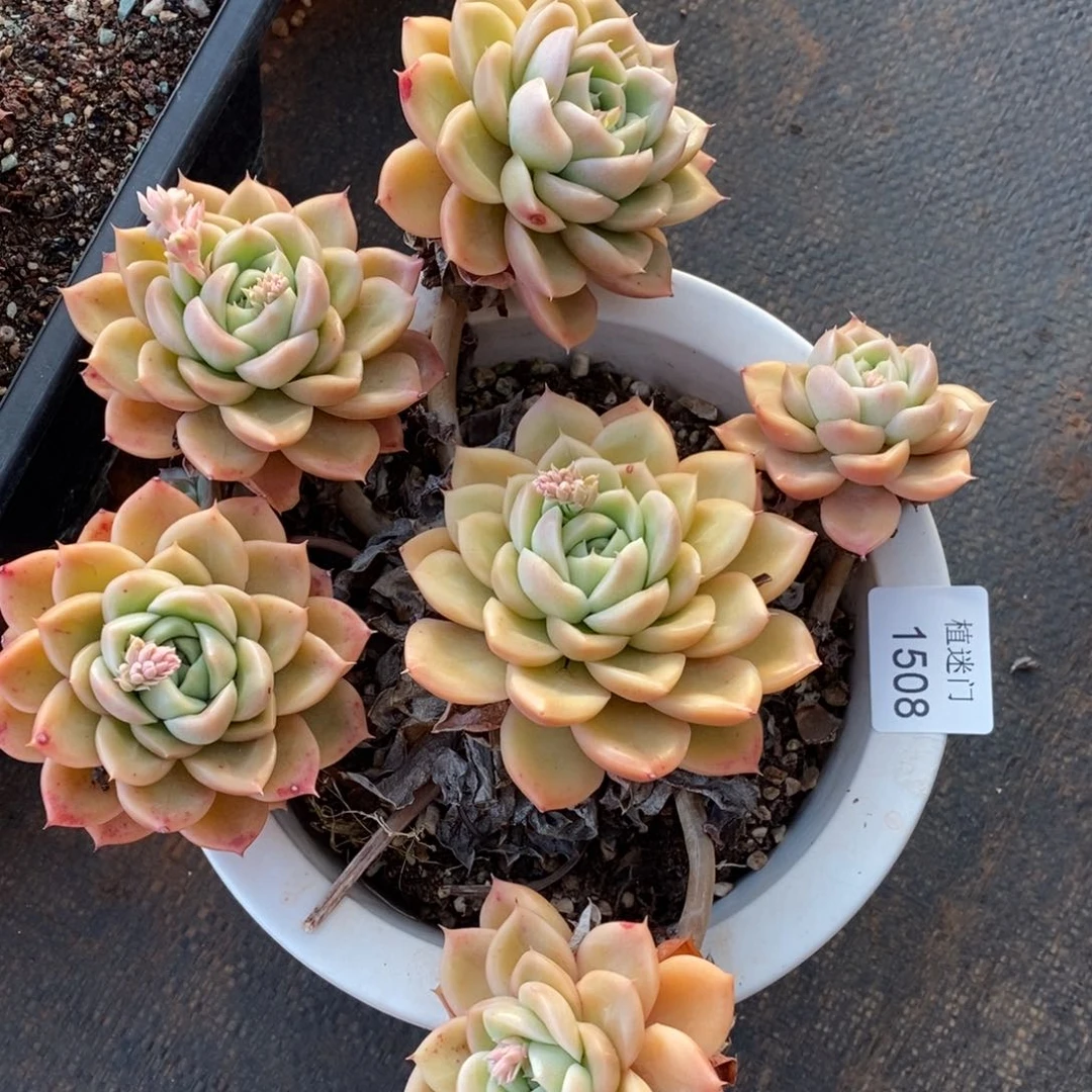 乔*板杂交精品多肉1508