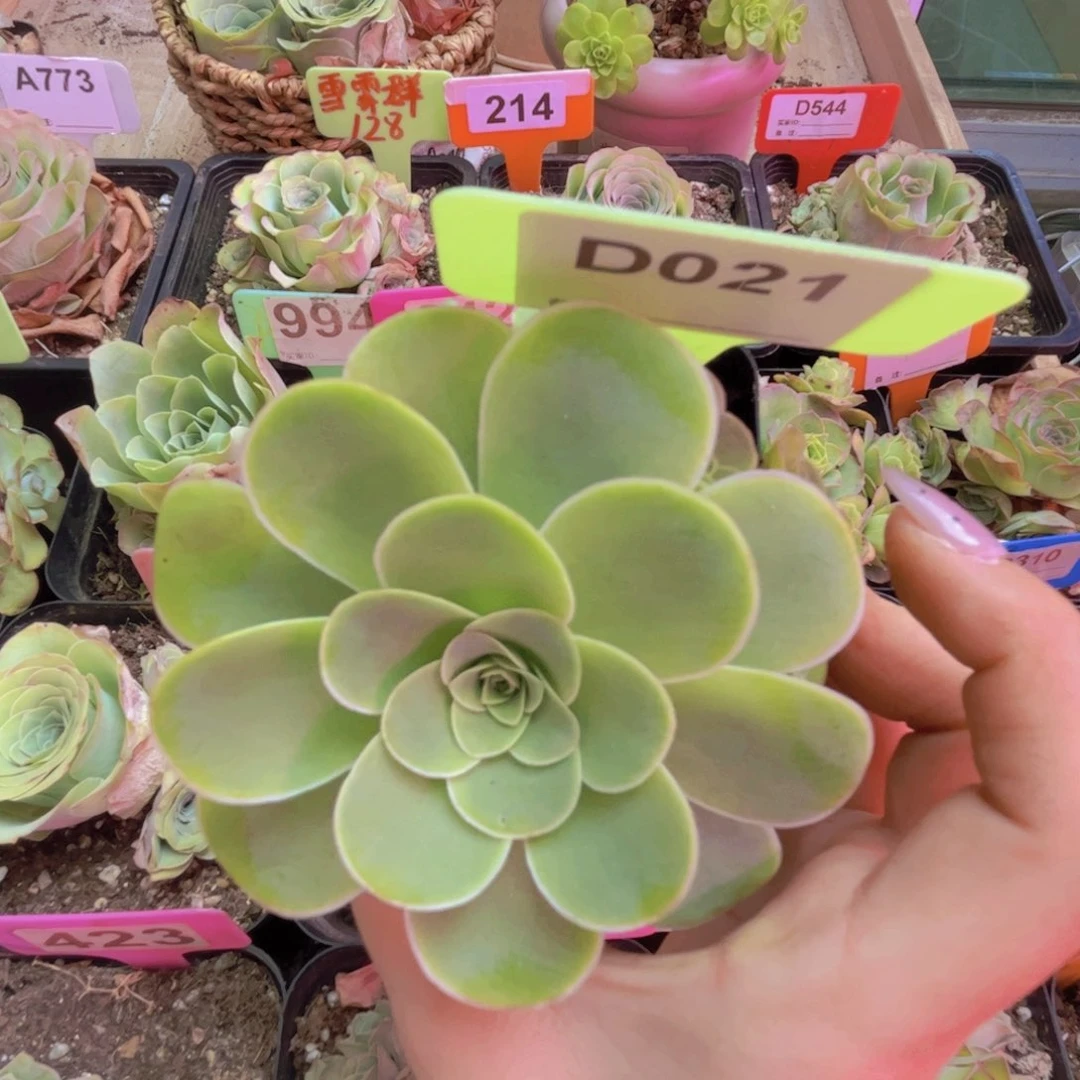 021山地玫瑰多头