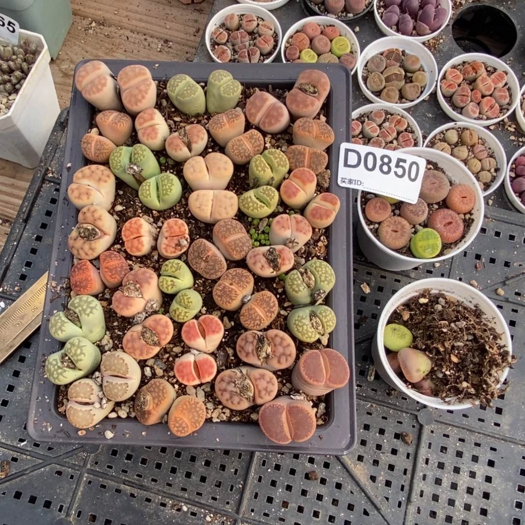 0850 直播间一物一拍