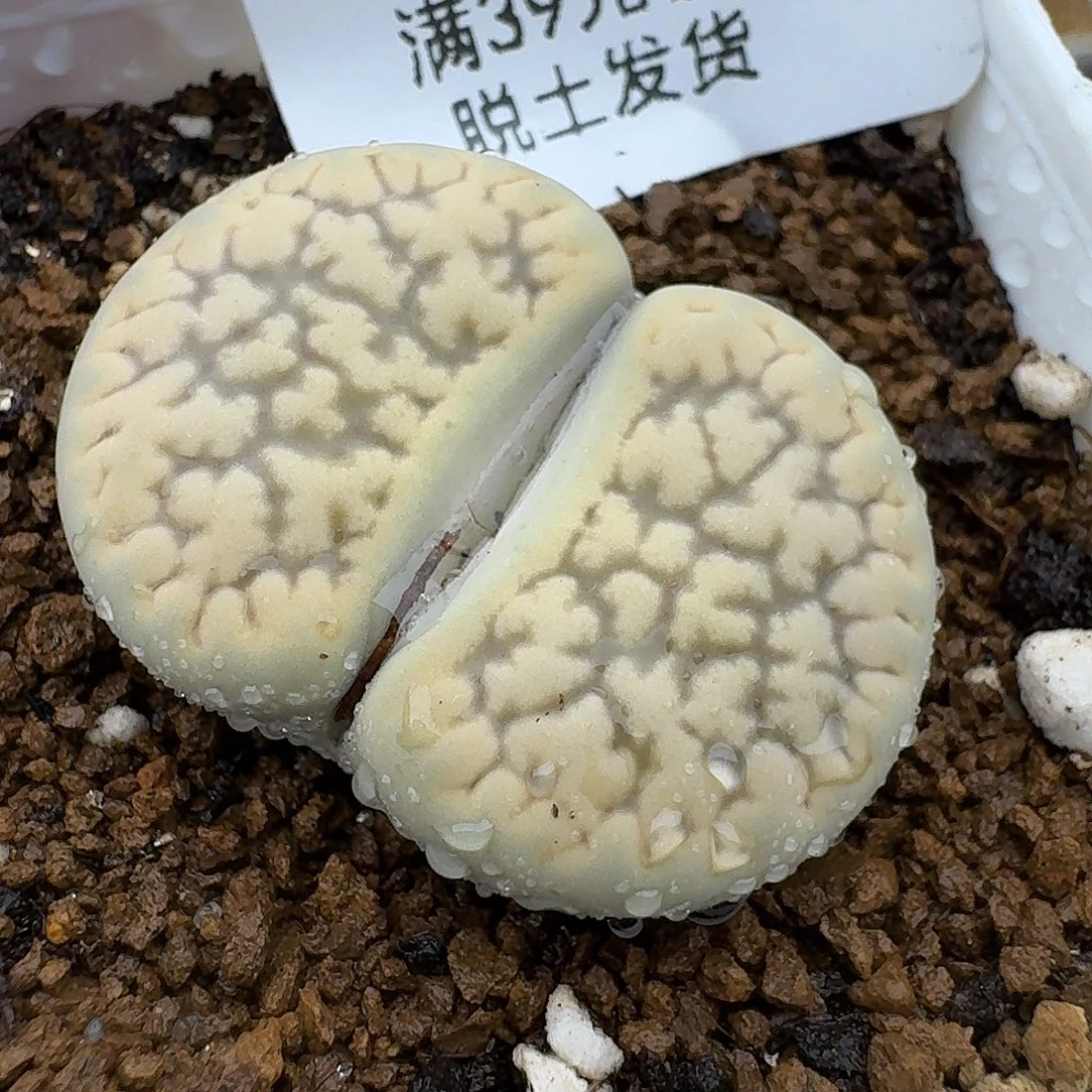 829多肉哈哈哈哈哈哈