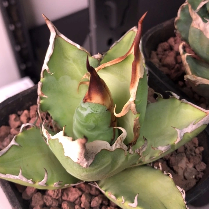 绿肌仁王冠龙舌兰