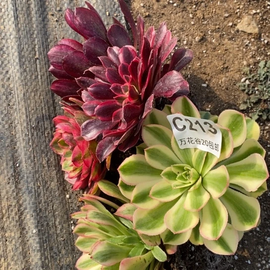 213五颗多肉植物
