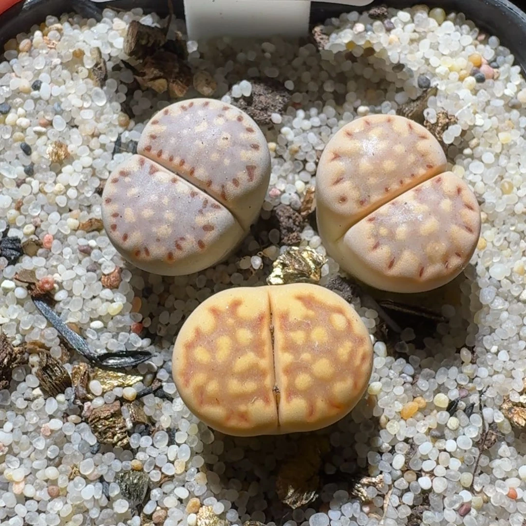 高品质生石花清清3064