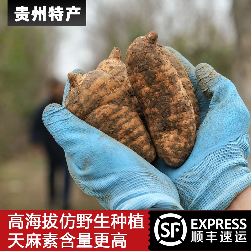 正宗高海拔乌天麻云南小草坝新鲜天麻仿野生三年种植手工炖鸡煲汤