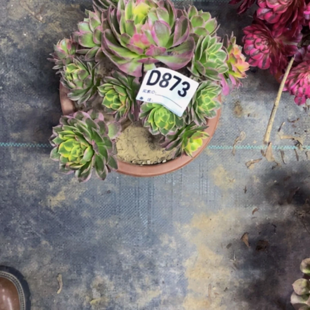 【闪购商品】好好873