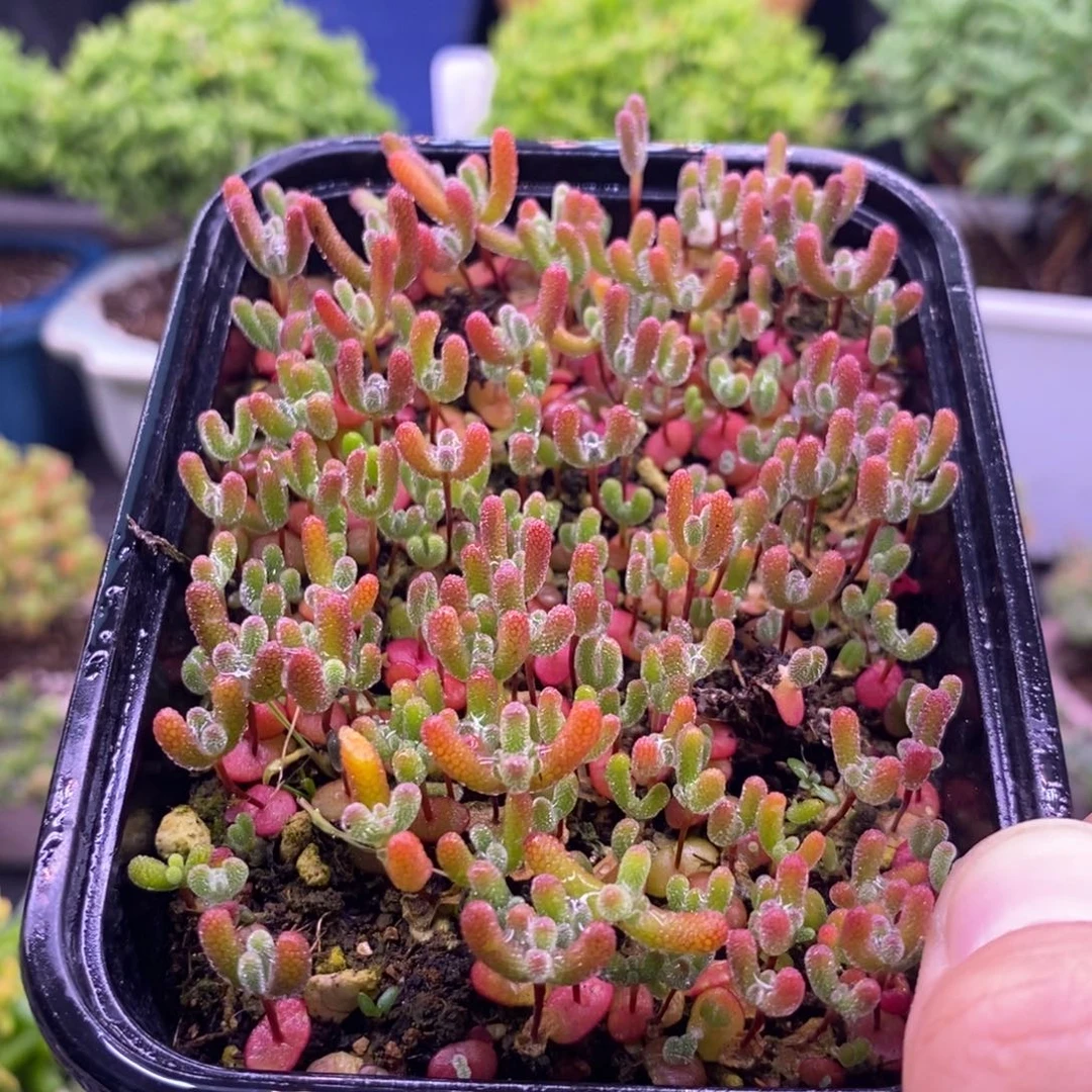 744混合切糕。 10个品种。