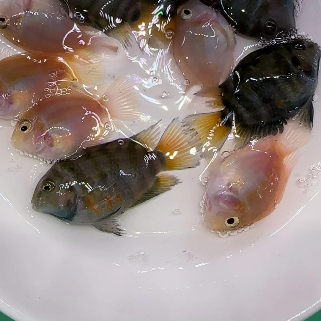 短鲷鱼小*?4-4.5cm混色