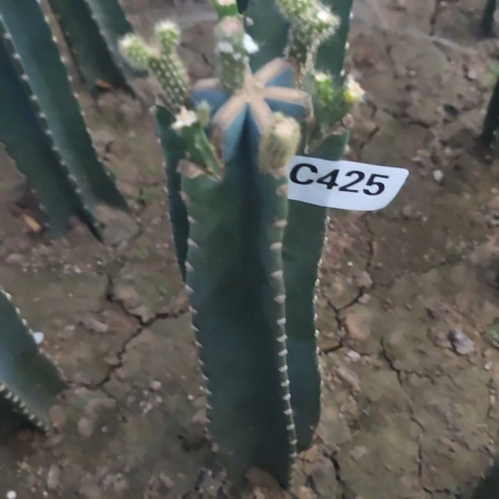 老*老量天尺多色鼠尾425