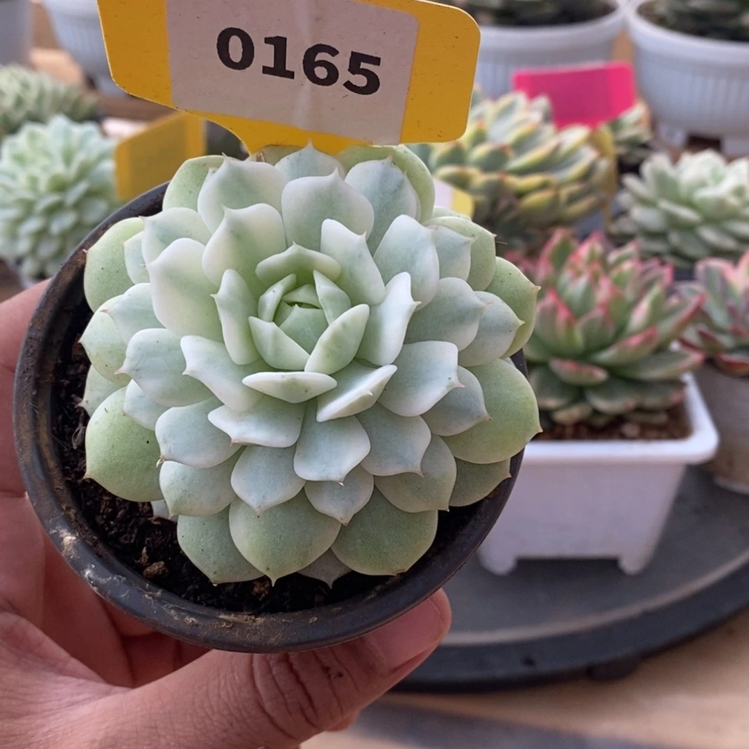 0165静夜哈哈哈哈