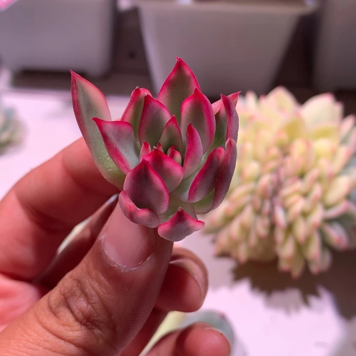 野马东云腹轮锦可嫁接有根