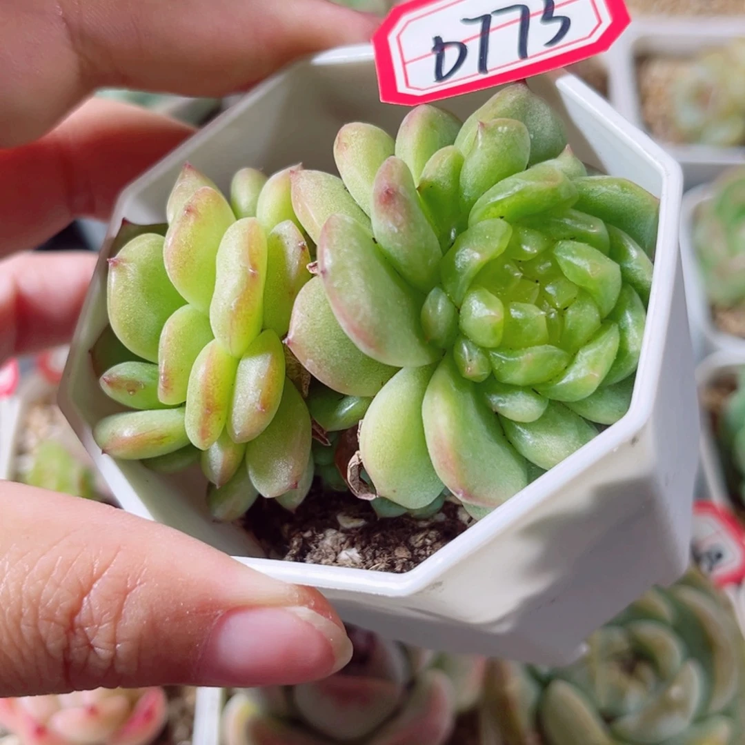 D773 一物一拍 18包邮 灯泡