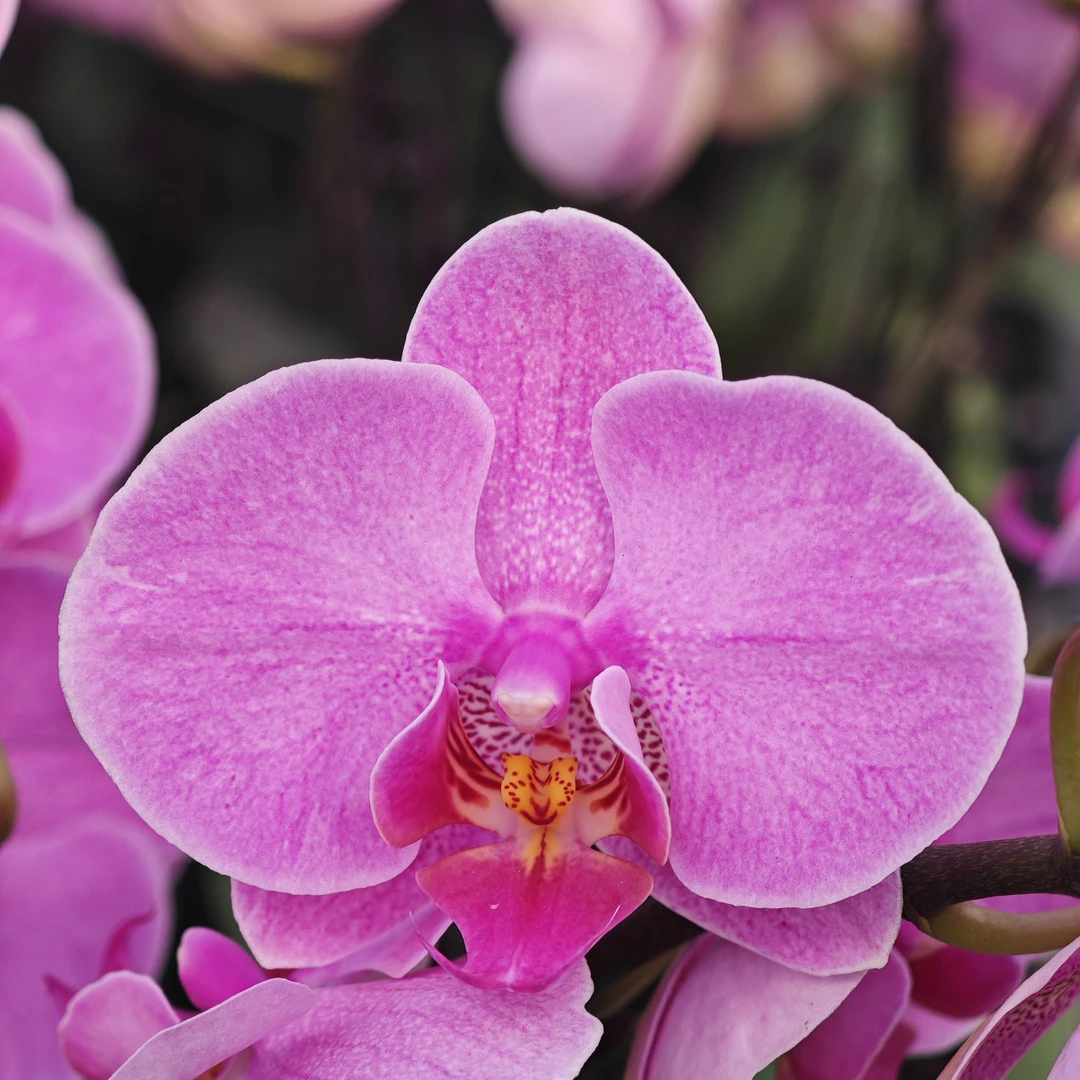 蝴蝶兰【明日之星】紫色中花 2.8寸杯 完全开放 基地直发