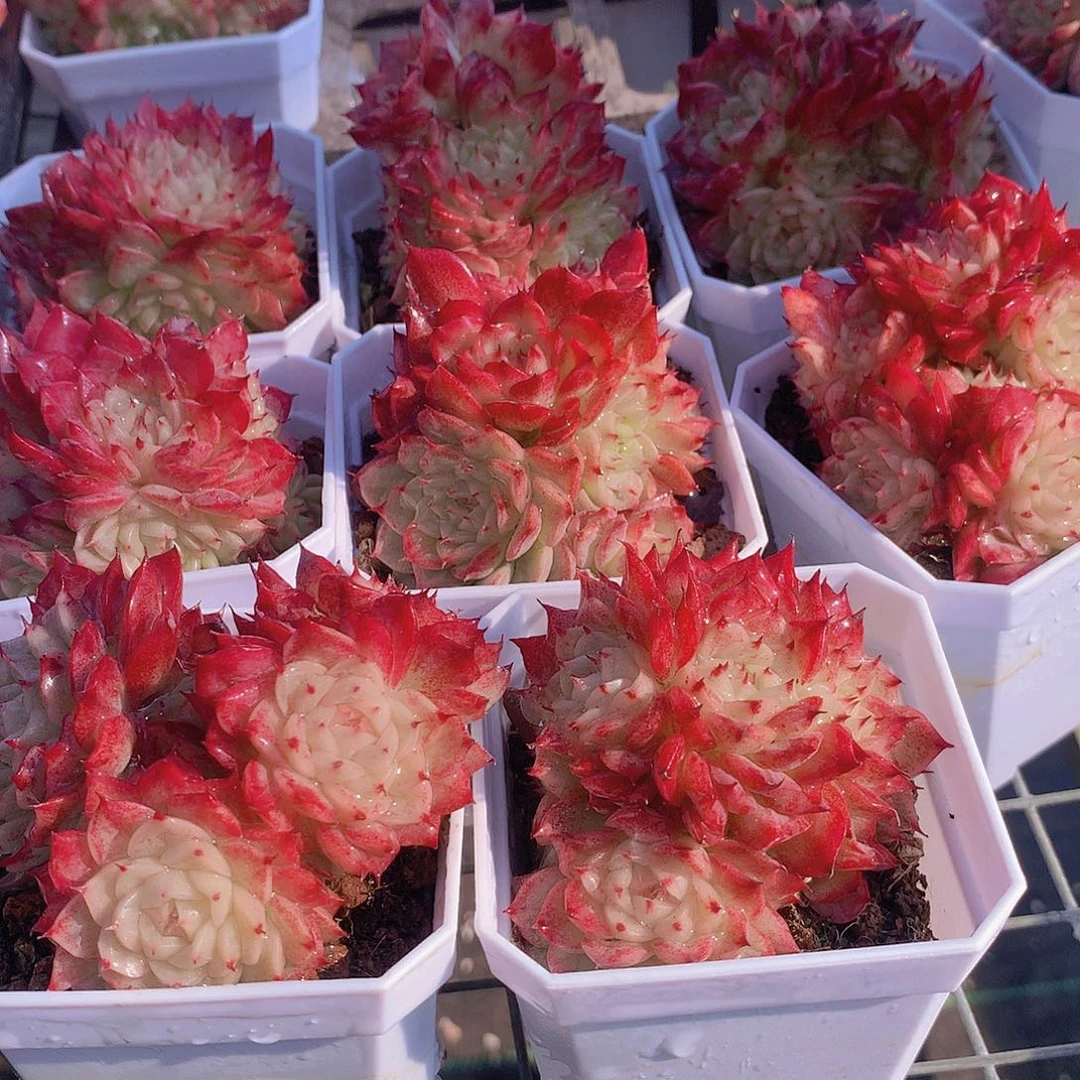 红天鹅23567889990000