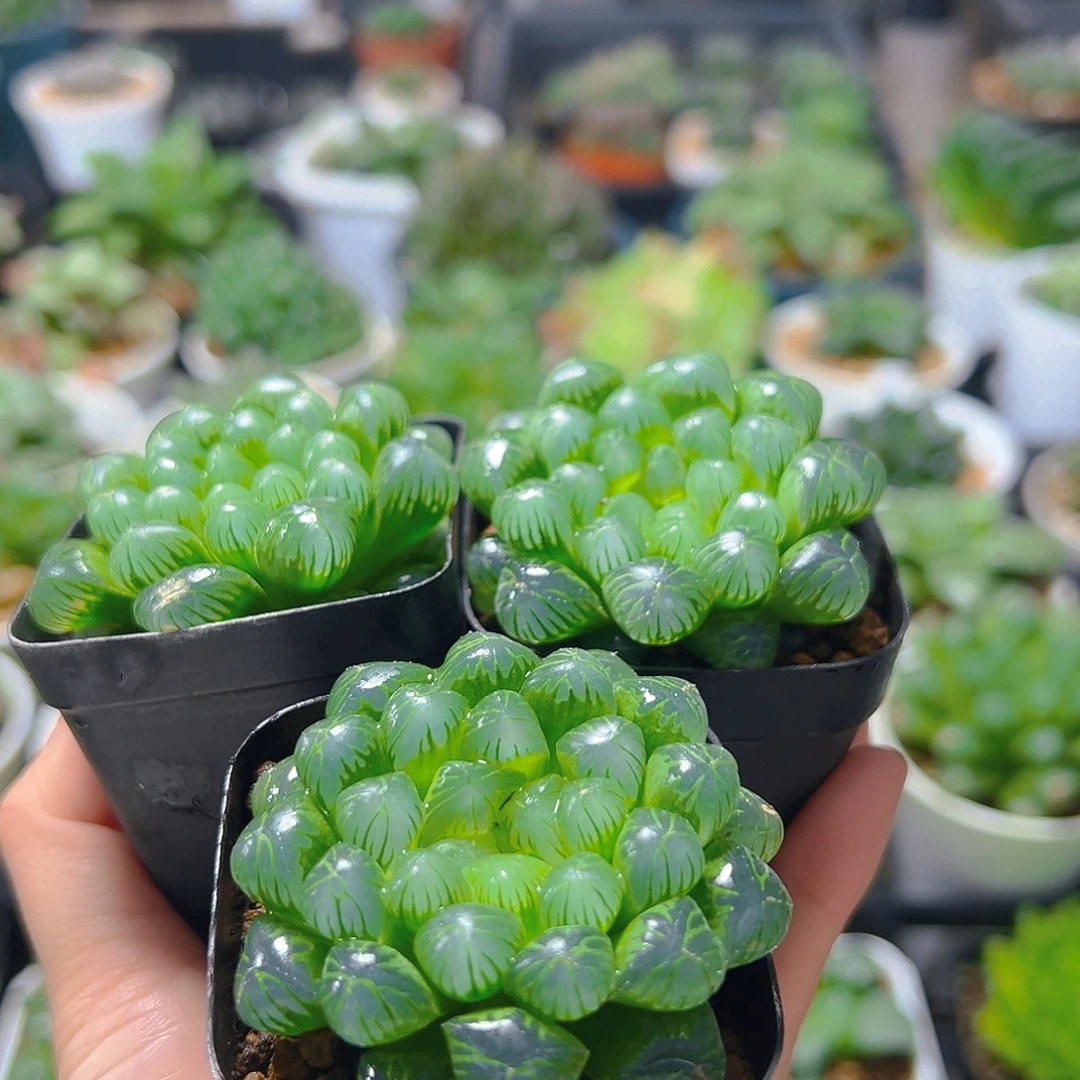 三盆糯肌玉露多肉多肉