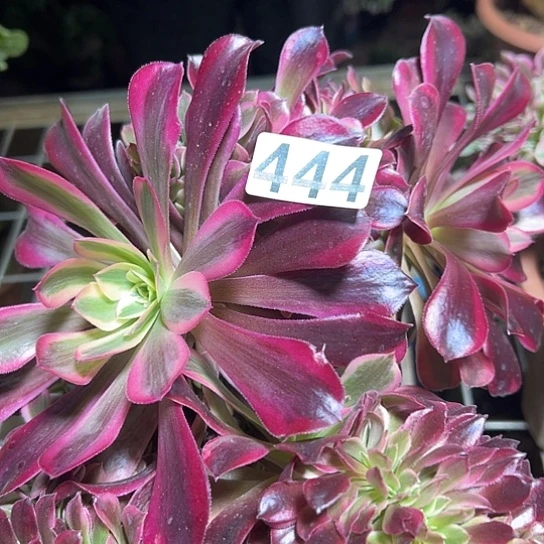 浪***人多肉植物一个美杜莎微瑕444