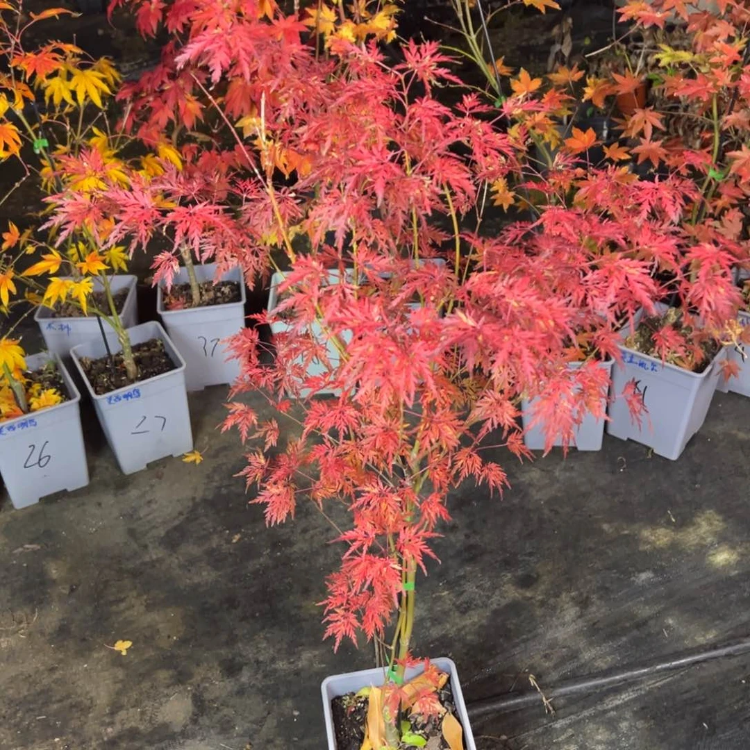 不开花植物11青龙