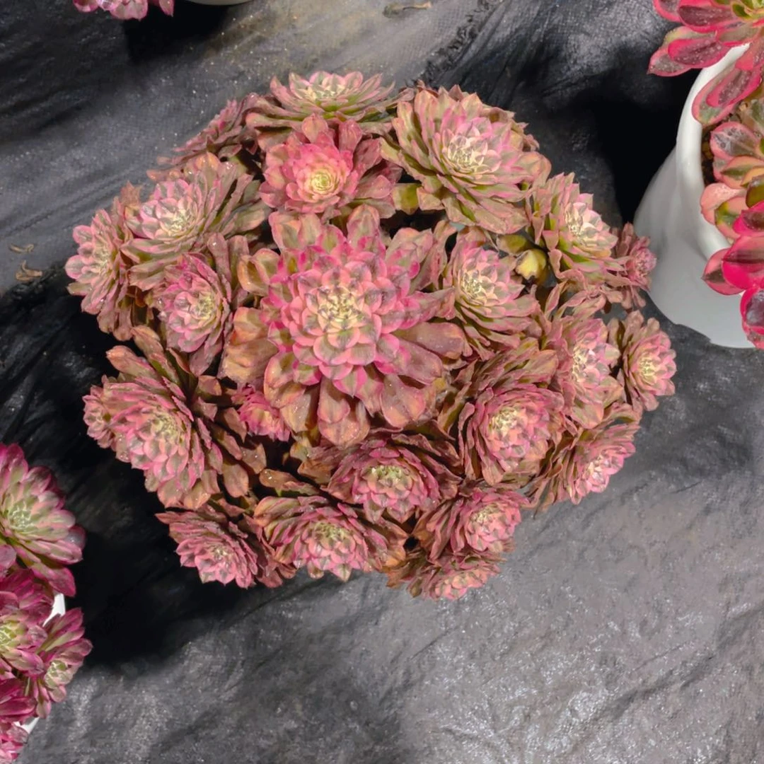 小***.漂亮漂亮漂亮漂亮漂亮