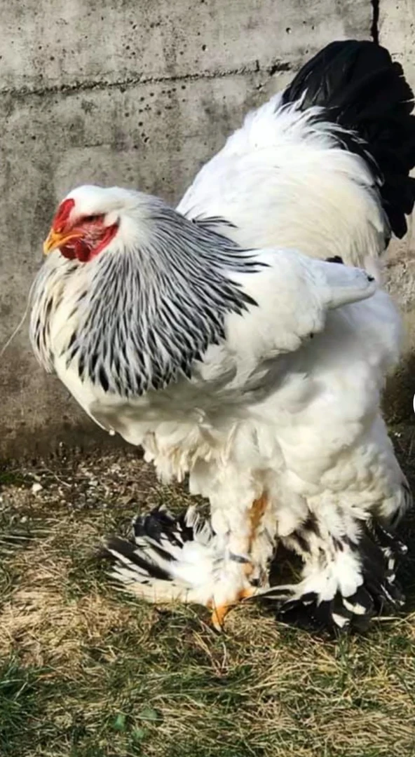 婆罗门鸡肉 肉质鲜美