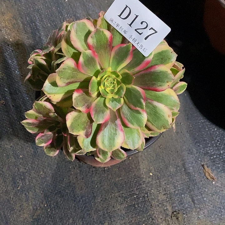 127云荷多肉法师锦有断枝处理