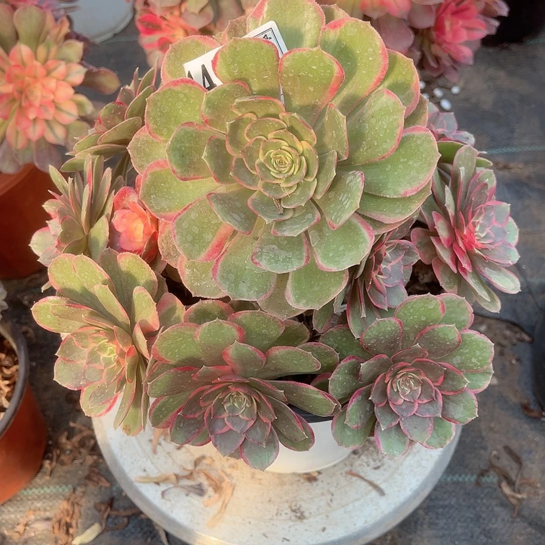 1456粉花妖多肉植物