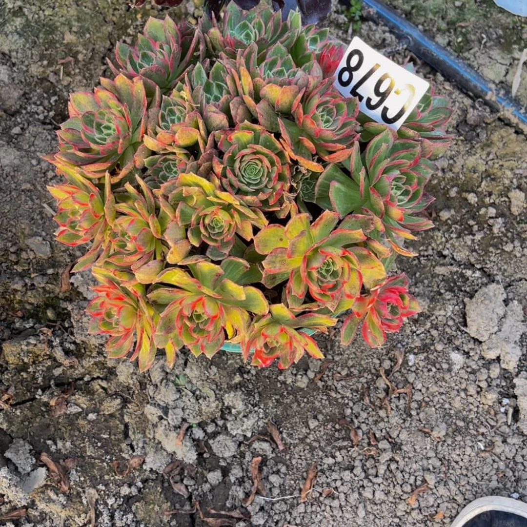 万花筒法师26/////21包邮