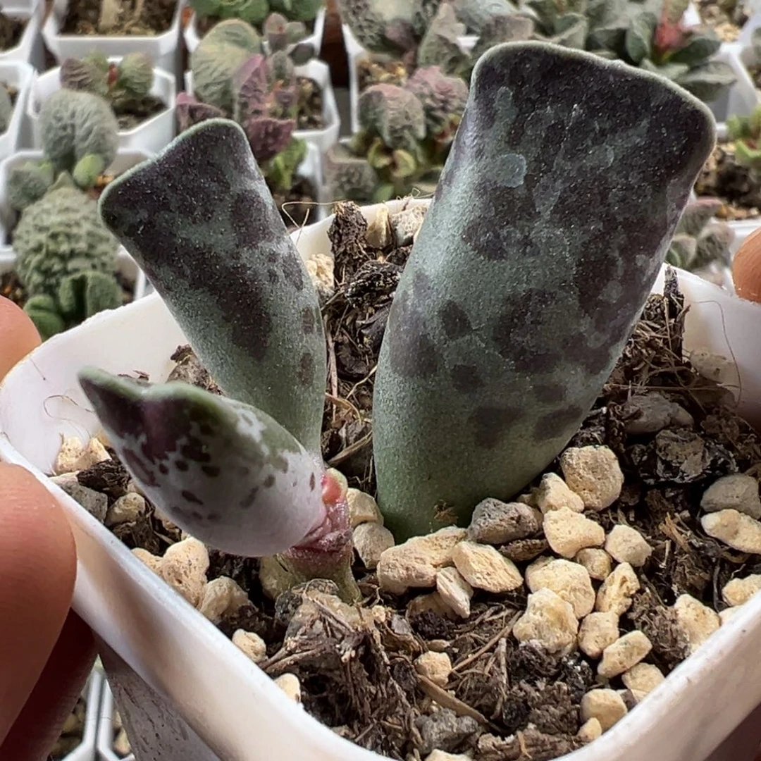 大墨点斑猫耳海豹苗多肉植物水泡