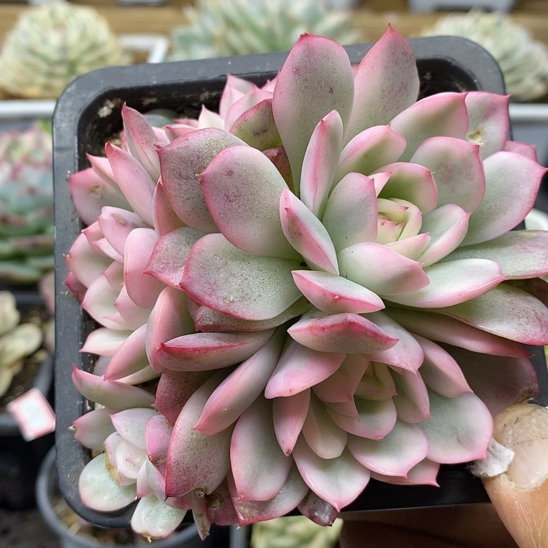 14184 粉水晶覆轮锦 6 头