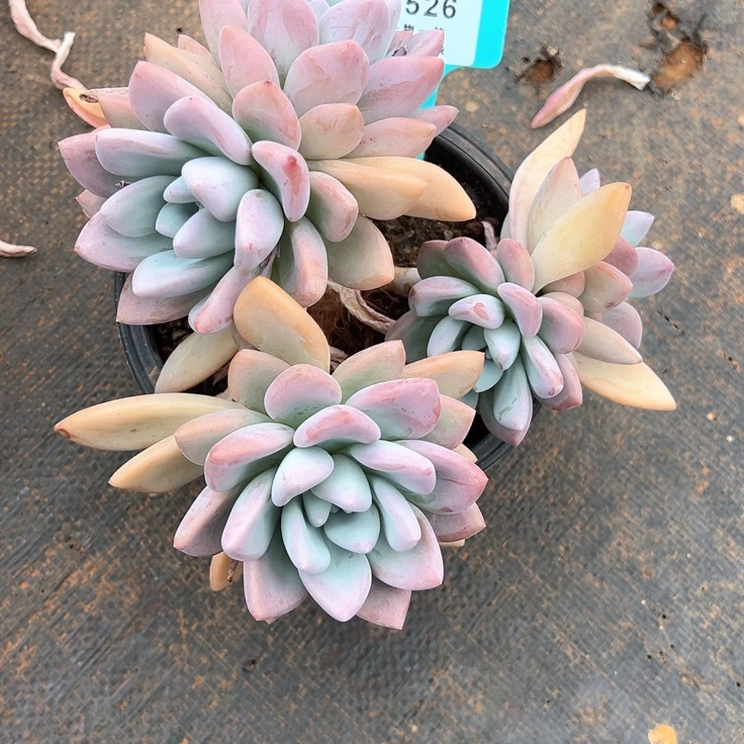 H**y奥普琳娜1526号