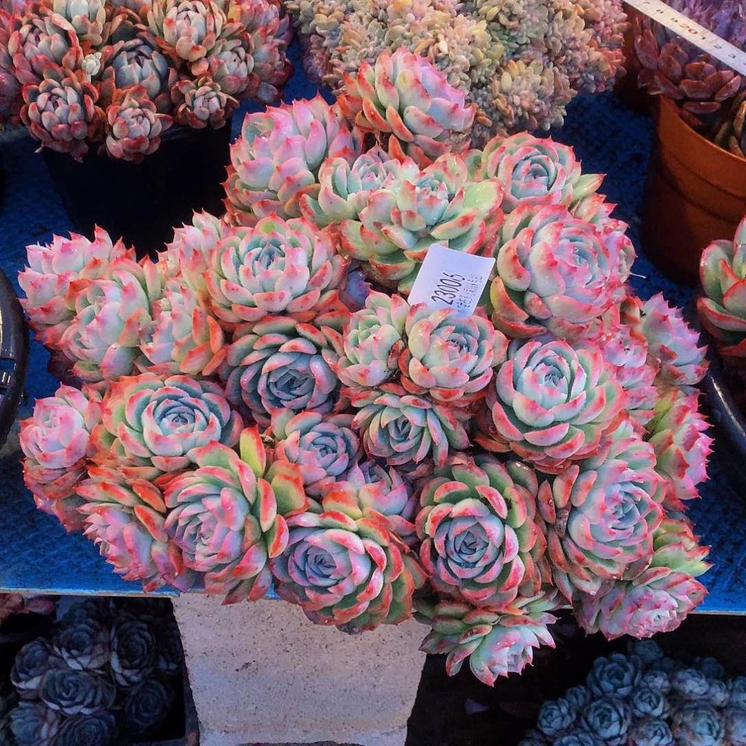 兜***米       侧影多肉23006