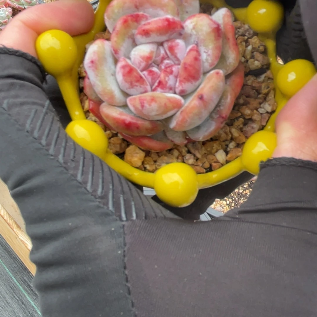 星影石化一物一拍