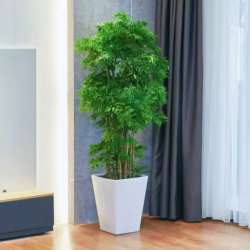 羽叶福禄桐盆栽室内客厅办公室好养高档盆景四季常青一物一拍