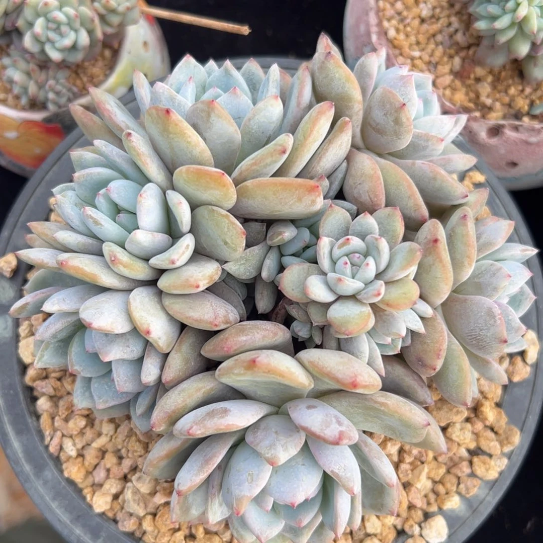 新年快乐 新年快乐