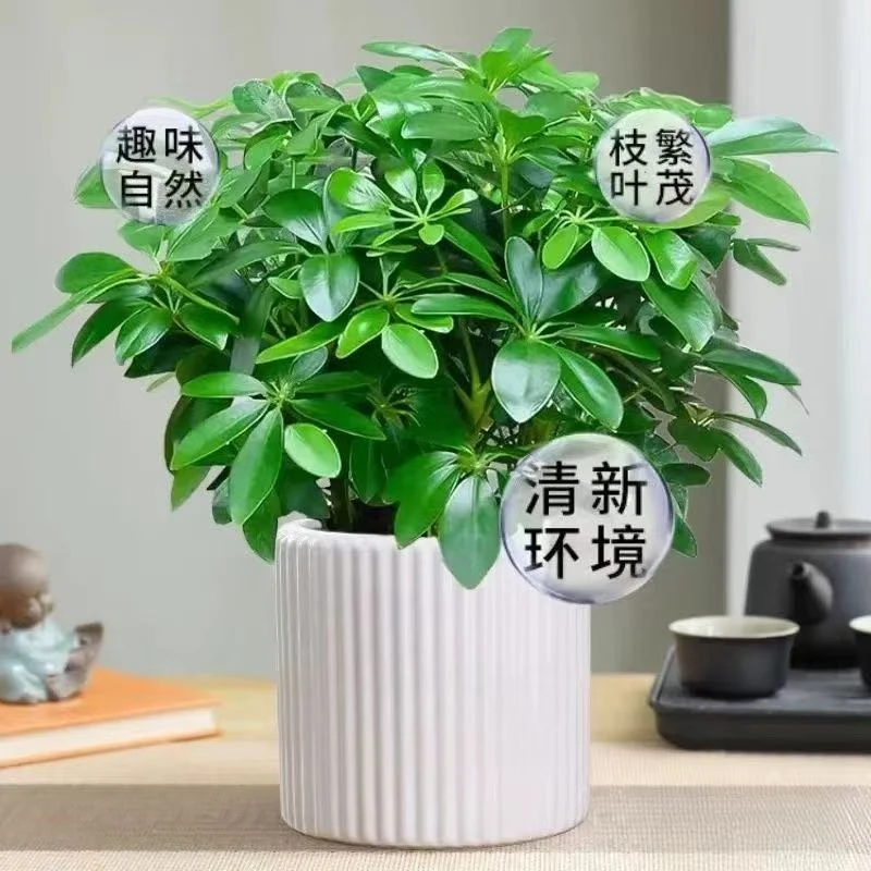 鸭脚木盆栽八方来财室内常青好养吸甲醛净化空气