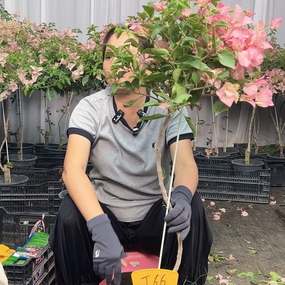 星****当前无花栽培后可以开花J66卡亚塔