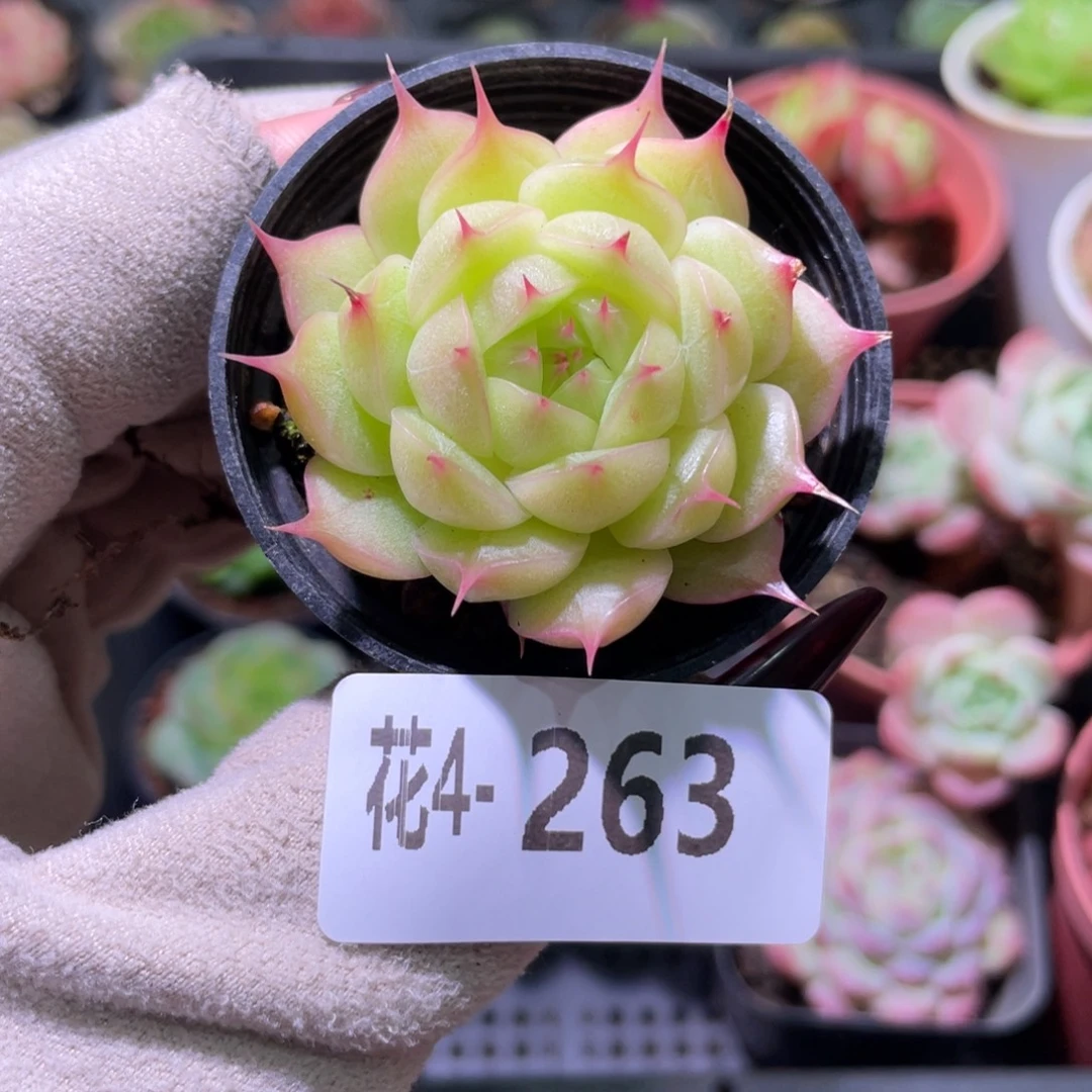 花利美 4-263海王单头