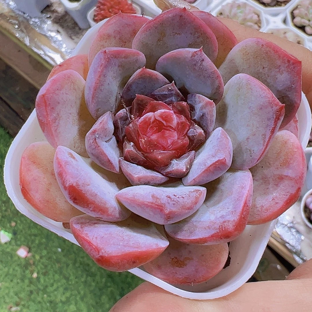 草莓果酱19包邮多肉植物