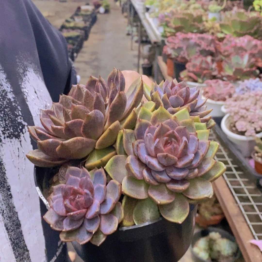 巧克力慕斯双头起发