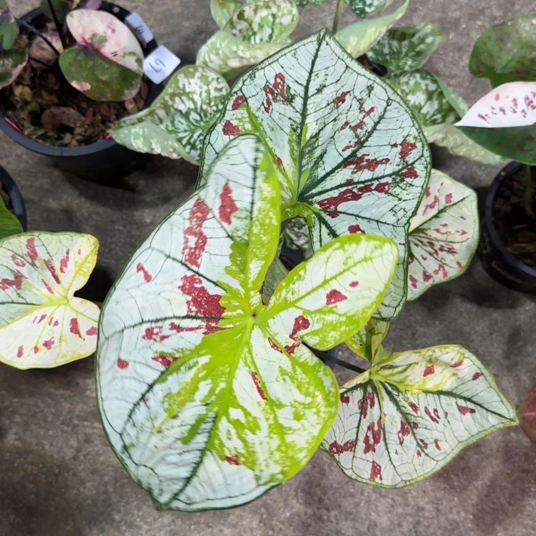 231-0930泰国发货门能开