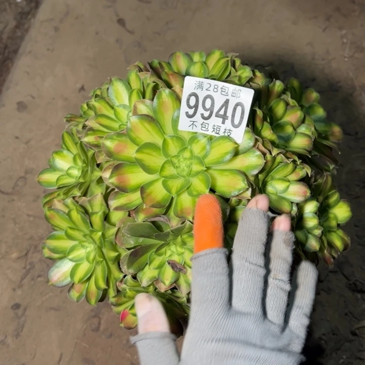 韶华多肉植物法师9940