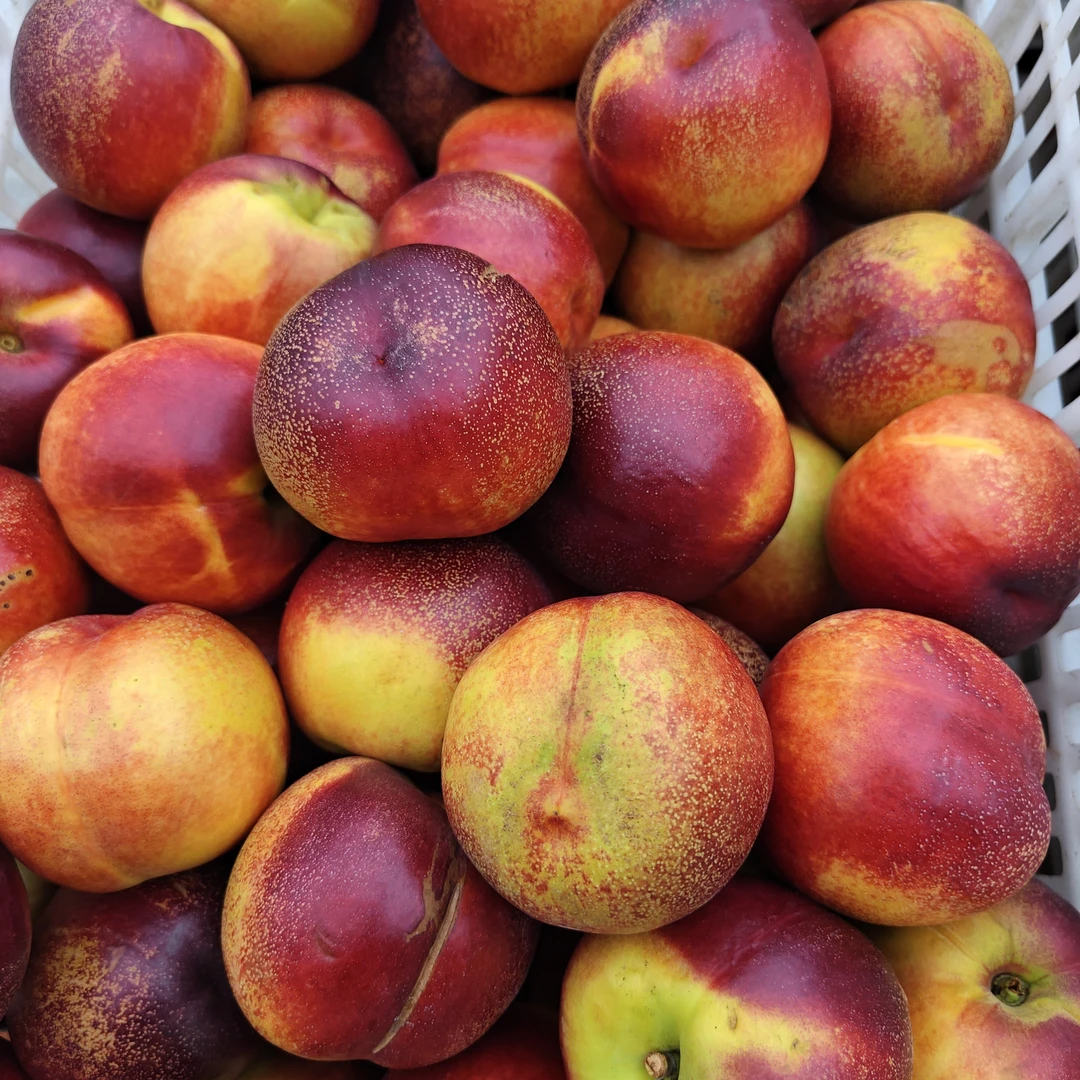 陆地风光5斤（个别有炸核，介意慎拍）