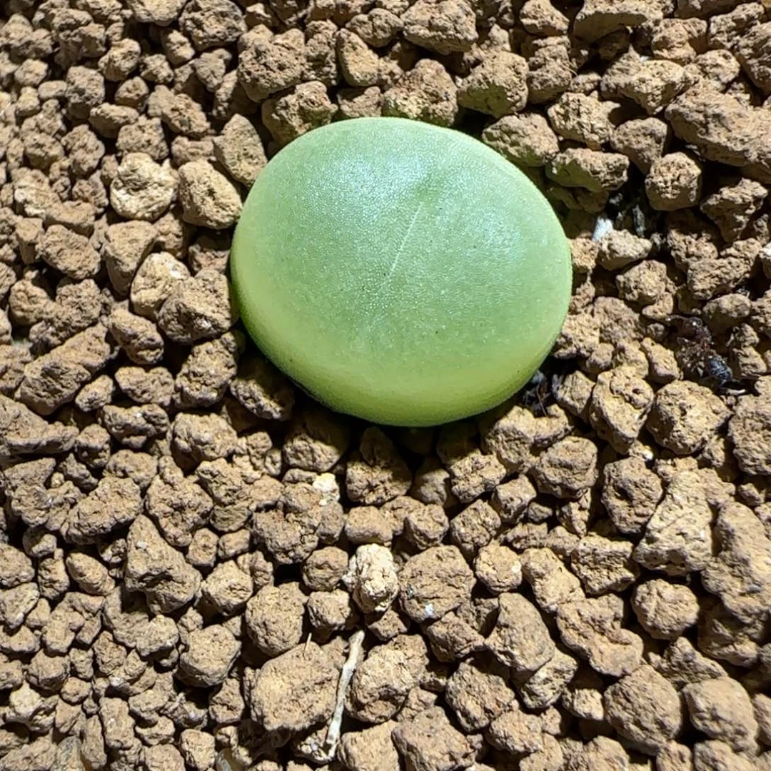 肉锥多肉植物组合-日式拉登1351